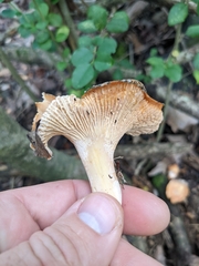 Cantharellus persicinus