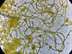 Ophiotheca chrysosperma