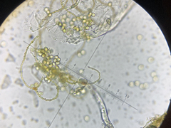 Ophiotheca chrysosperma