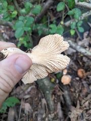 Cantharellus persicinus