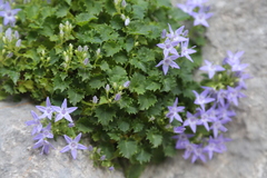 Campanula fenestrellata