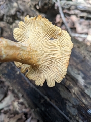 Cantharellus persicinus