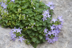 Campanula fenestrellata