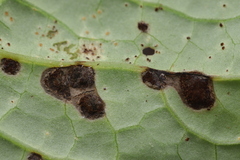 Puccinia cnici-oleracei