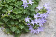Campanula fenestrellata