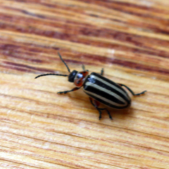 Disonycha pensylvanica