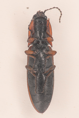 Acteniceromorphus volitans