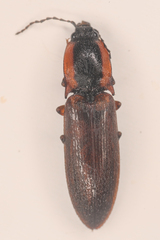 Acteniceromorphus volitans