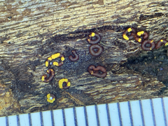 Ophiotheca chrysosperma