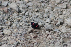 Mimoniades nurscia