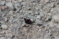 Mimoniades nurscia