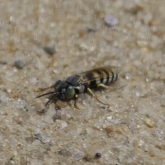 Microbembex monodonta