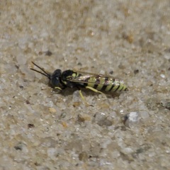 Microbembex monodonta