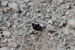 Mimoniades nurscia
