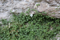 Arenaria orbicularis