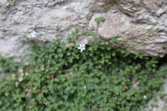 Arenaria orbicularis