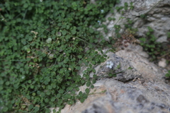 Arenaria orbicularis