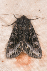 Lacinipolia cuneata
