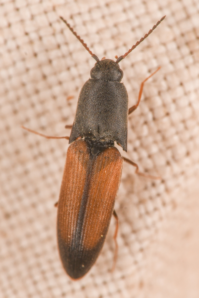 Apical Click Beetle