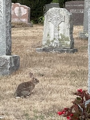 Sylvilagus floridanus
