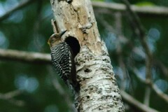 Melanerpes hoffmannii