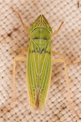 Draeculacephala crassicornis
