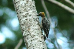 Melanerpes hoffmannii