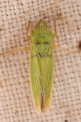 Draeculacephala crassicornis