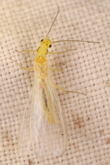 Plumiperla diversa