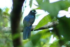 Trogon bairdii