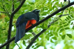 Trogon bairdii