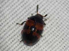 Diaperis nigronotata