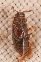 Odontosphindus clavicornis