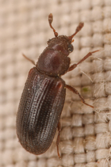 Odontosphindus clavicornis