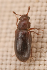 Odontosphindus clavicornis