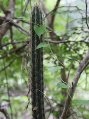 Pilosocereus gaumeri