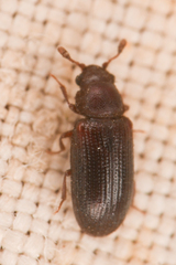 Odontosphindus clavicornis