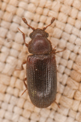 Odontosphindus clavicornis