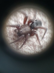 Scotophaeus scutulatus