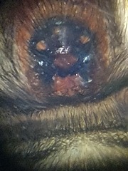 Scotophaeus scutulatus