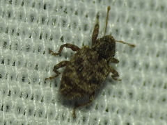 Conotrachelus recessus