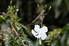 Chalcomitra senegalensis