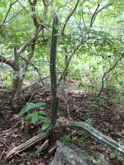 Pilosocereus gaumeri