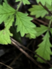 Agrimonia incisa