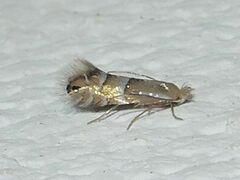 Phyllonorycter martiella