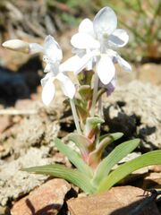 Lapeirousia pyramidalis