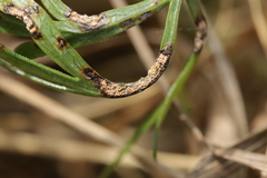 Puccinia rugulosa