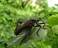 Pachylis neocalifornicus