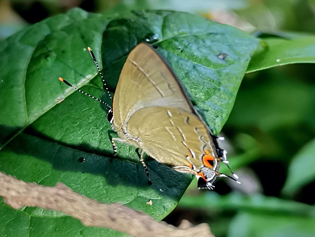 Camissecla vespasianus
