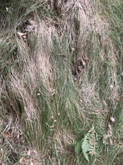 Carex brizoides